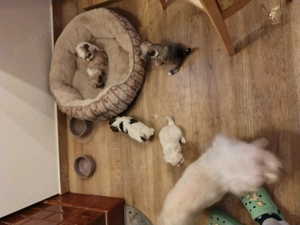 Vând căței Bischoni  - imagine 3