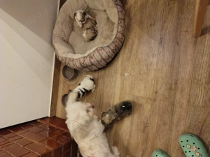 Vând căței Bischoni  - imagine 2