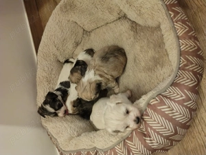 Vând căței Bischoni  - imagine 5