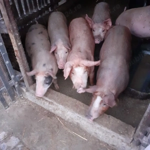 Vând purcei  metiși de duroc cu petrean