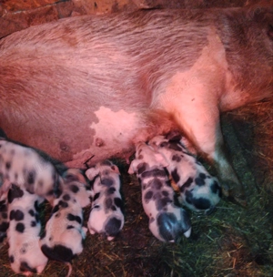 Vând scroafă cu purcei  - imagine 2