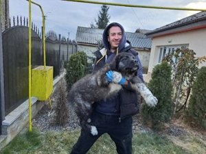 ciobanesc de bucovina 