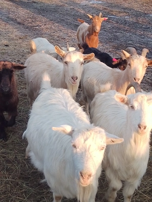Capre de vnzare - imagine 2