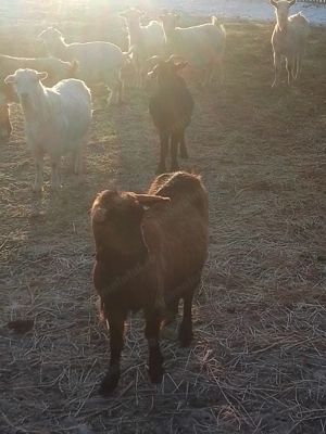 Capre de vnzare - imagine 3