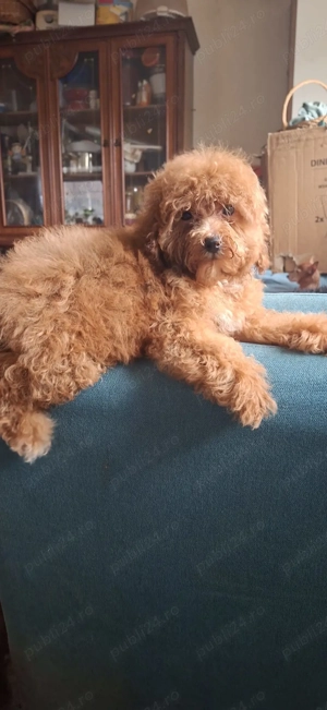 Pudel toy cu pedegree - imagine 5