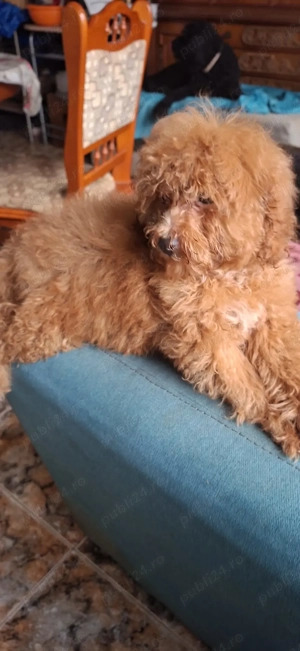 Pudel toy cu pedegree - imagine 4