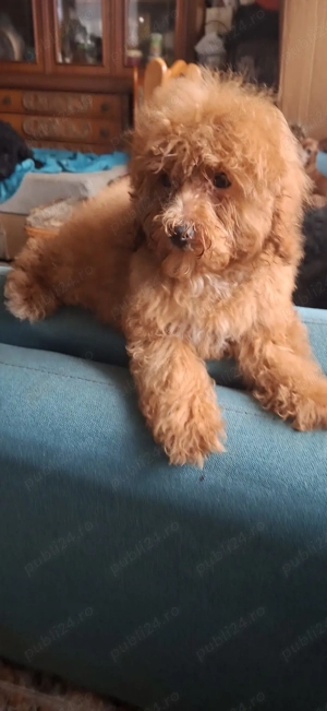 Pudel toy cu pedegree - imagine 2