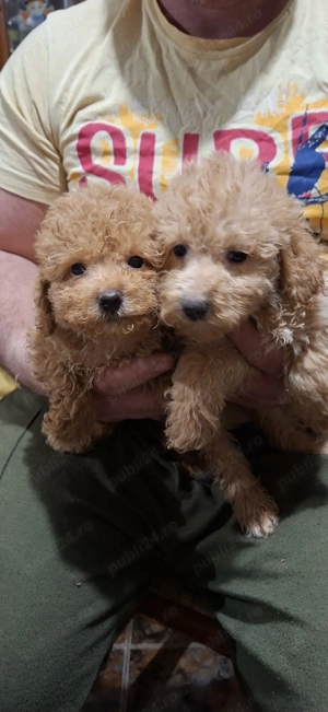 Pudel toy (caniche)cu pedegree - imagine 2