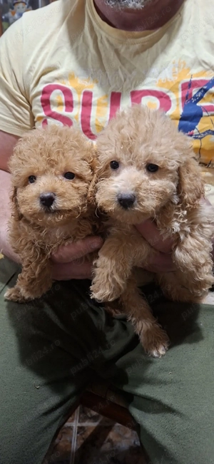 Pudel toy (caniche)cu pedegree - imagine 3