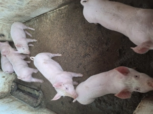 Vând purcei rasa marele alb  - imagine 3