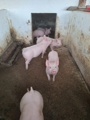 Vând purcei rasa marele alb  - imagine 2