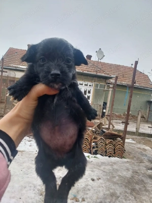 Căței teckel  - imagine 4