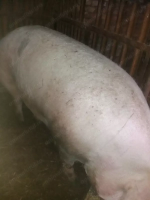 Scroafa gestanta  - imagine 2