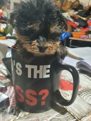 yorkshire terrier mini