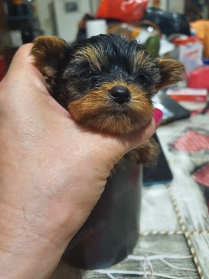 yorkshire terrier mini - imagine 2