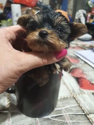 yorkshire terrier mini - imagine 3