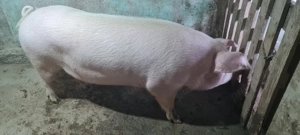 Porc 150-160kg - imagine 4