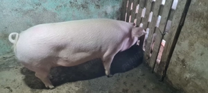Porc 150-160kg - imagine 3