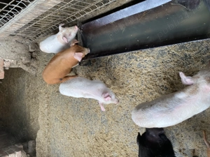 Vand purcei - imagine 2