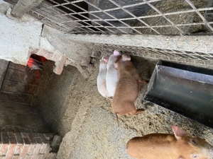 Vand purcei - imagine 3