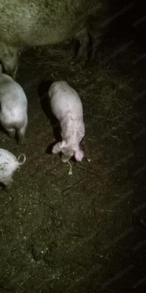 Purcei de vânzare  de 12 saptamani