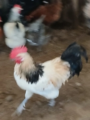 gaini si cocoșii  - imagine 4