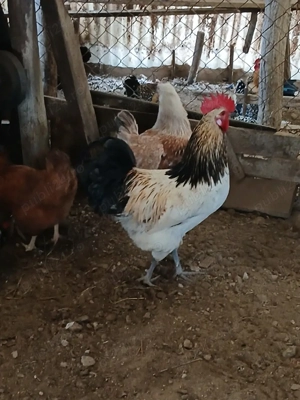 gaini si cocoșii  - imagine 5