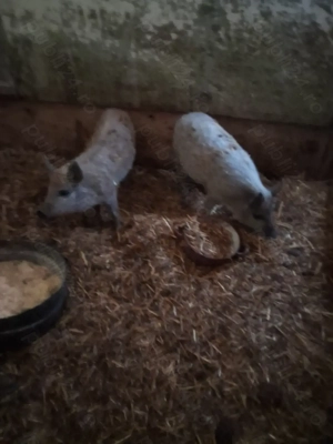 vand patru grasune - imagine 2