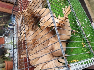 Porumbei voltati galbeni 