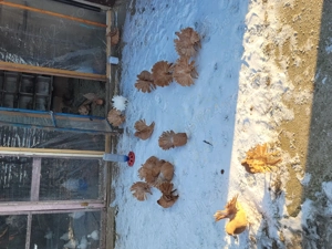 Porumbei voltati galbeni  - imagine 2