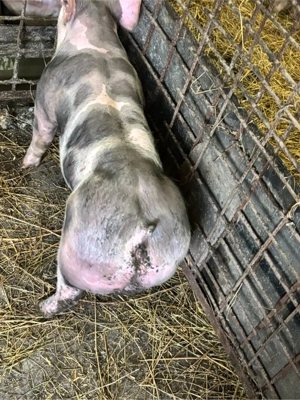  purceii   - imagine 4