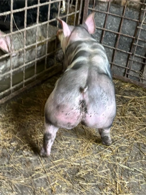  purceii   - imagine 2