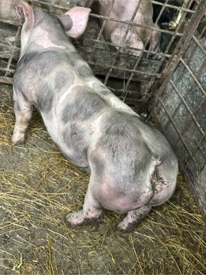  purceii   - imagine 3