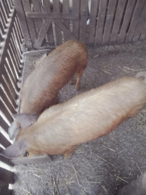 Vând doi vieri duroc - imagine 2