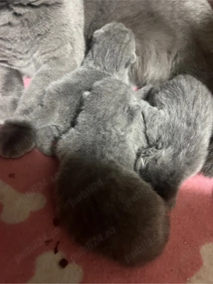 british shorthair blue - imagine 3