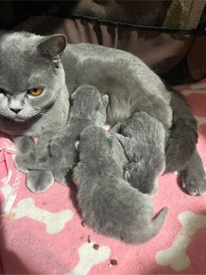 british shorthair blue - imagine 2