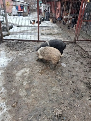 vand 2 porci de 50 kg - imagine 3