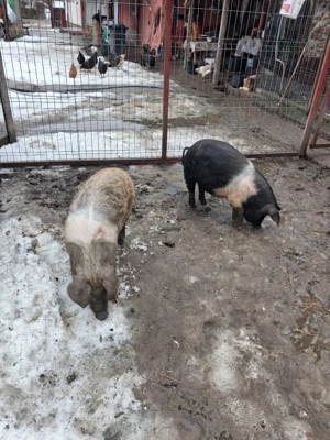 vand 2 porci de 50 kg - imagine 2