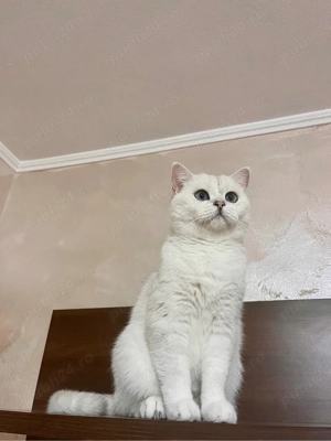 motan british shorthair  - imagine 2