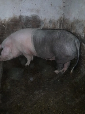 De vanzare Eladó  - imagine 2