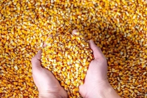 vand porumb despuiat