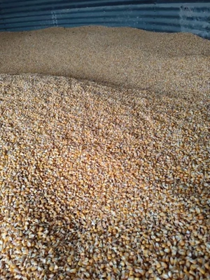 Vand porumb despuiat 