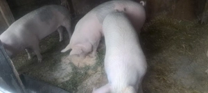 porci devanzare  - imagine 3