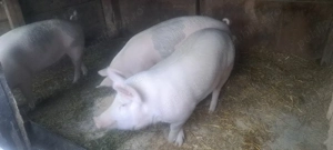 porci devanzare  - imagine 2