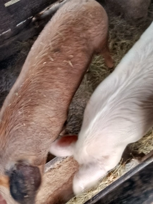 Porci de vânzare - imagine 2