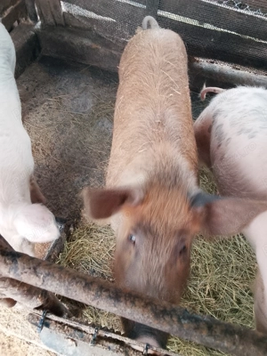 Porci de vânzare - imagine 3