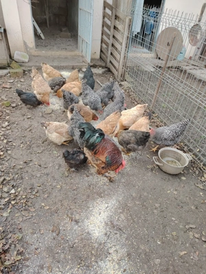 Vând găini  - imagine 2