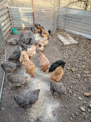 Vând găini  - imagine 3