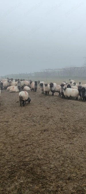 Vând 60 de oi rasă țurcană  - imagine 4