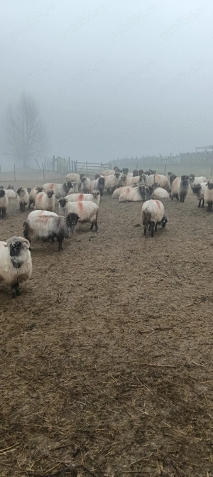 Vând 60 de oi rasă țurcană  - imagine 5